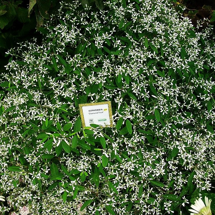 Amerikanische Wolfsmilch 'Diamond Frost' (Euphorbia corollata)