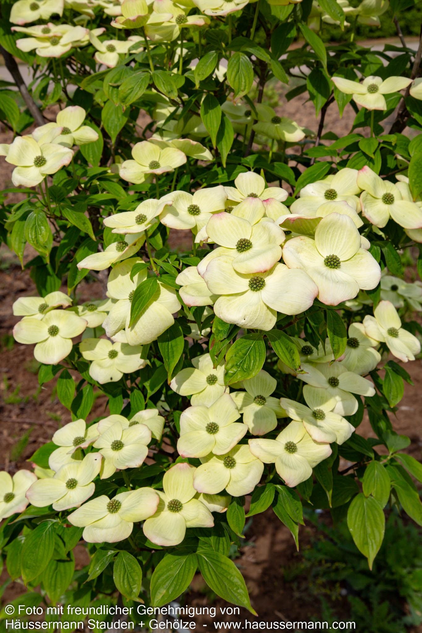 Amerikanischer Blumen-Hartriegel 'Aurora' (Cornus kousa)