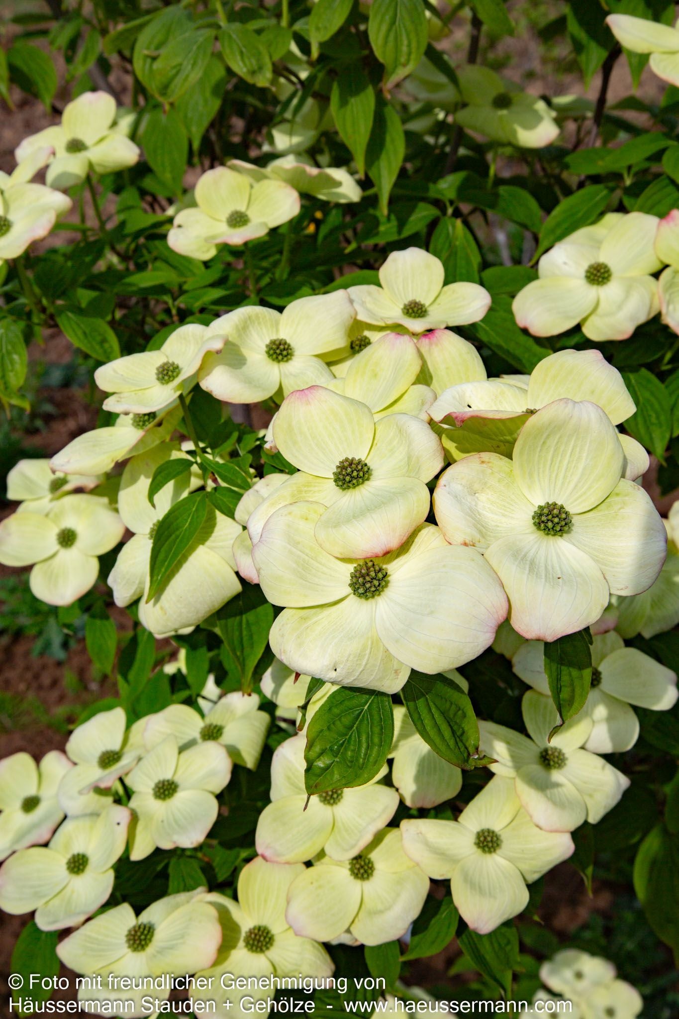 Amerikanischer Blumen-Hartriegel 'Aurora' (Cornus kousa)