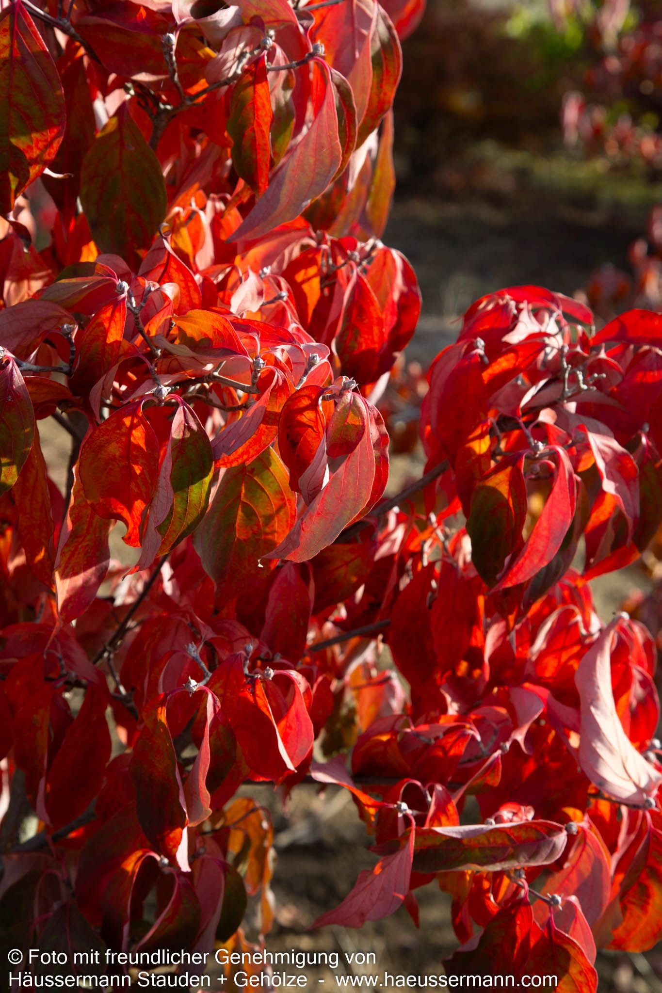 Amerikanischer Blumen-Hartriegel 'Aurora' (Cornus kousa)