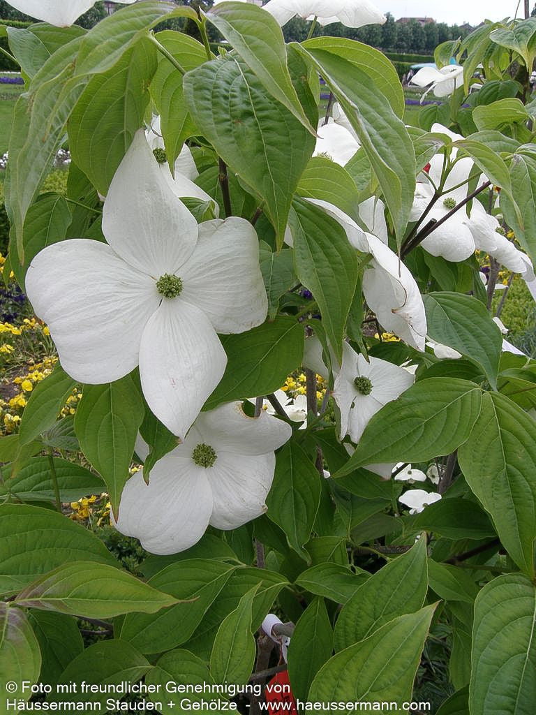 Amerikanischer Blumen-Hartriegel 'Aurora' (Cornus kousa)