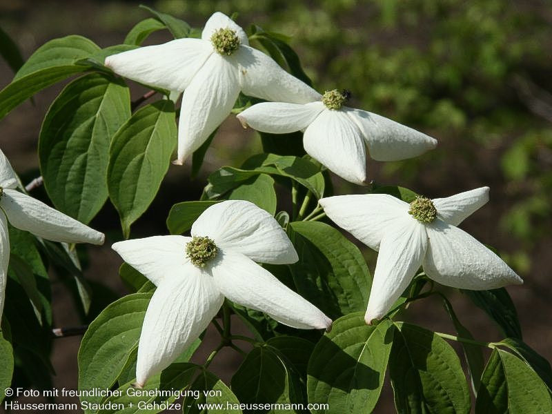 Amerikanischer Blumen-Hartriegel 'Aurora' (Cornus kousa)