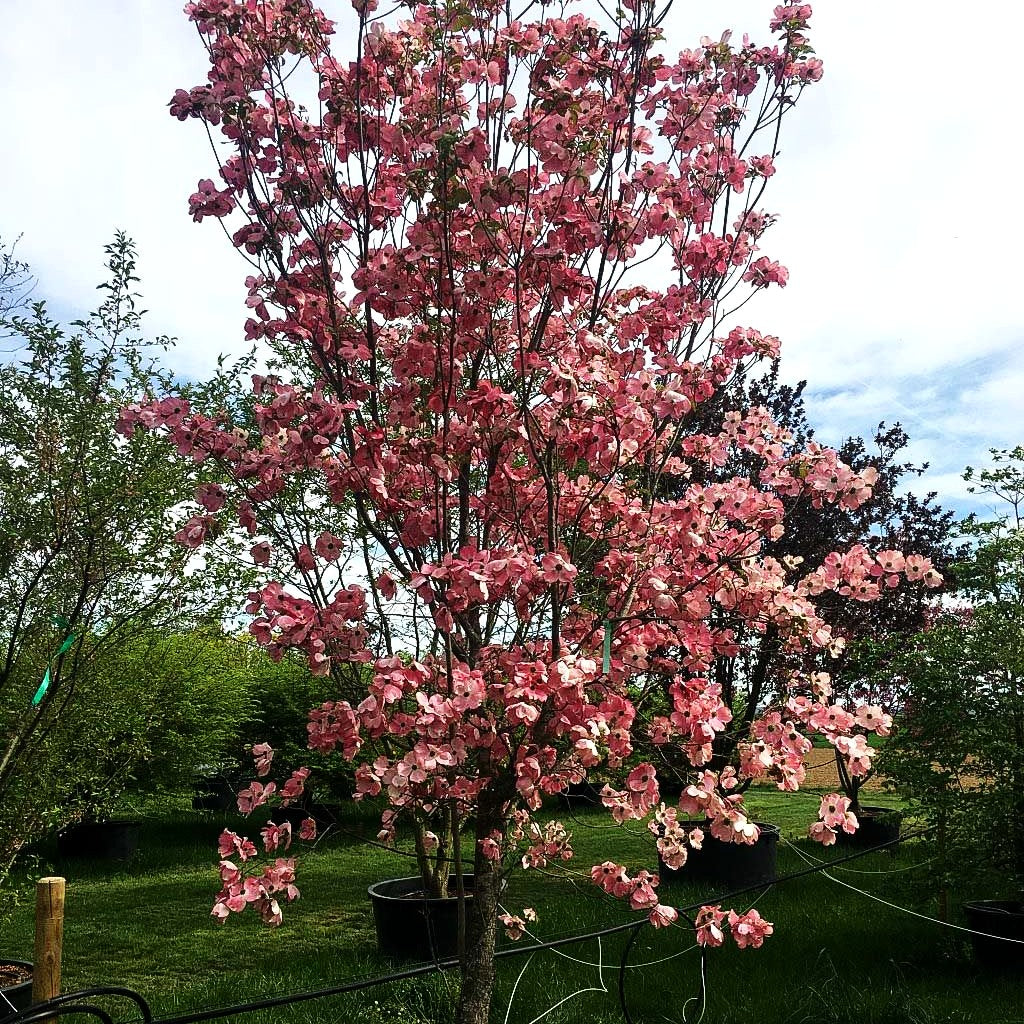 Amerikanischer Blumen-Hartriegel 'Cherokee Chief' (Cornus florida)