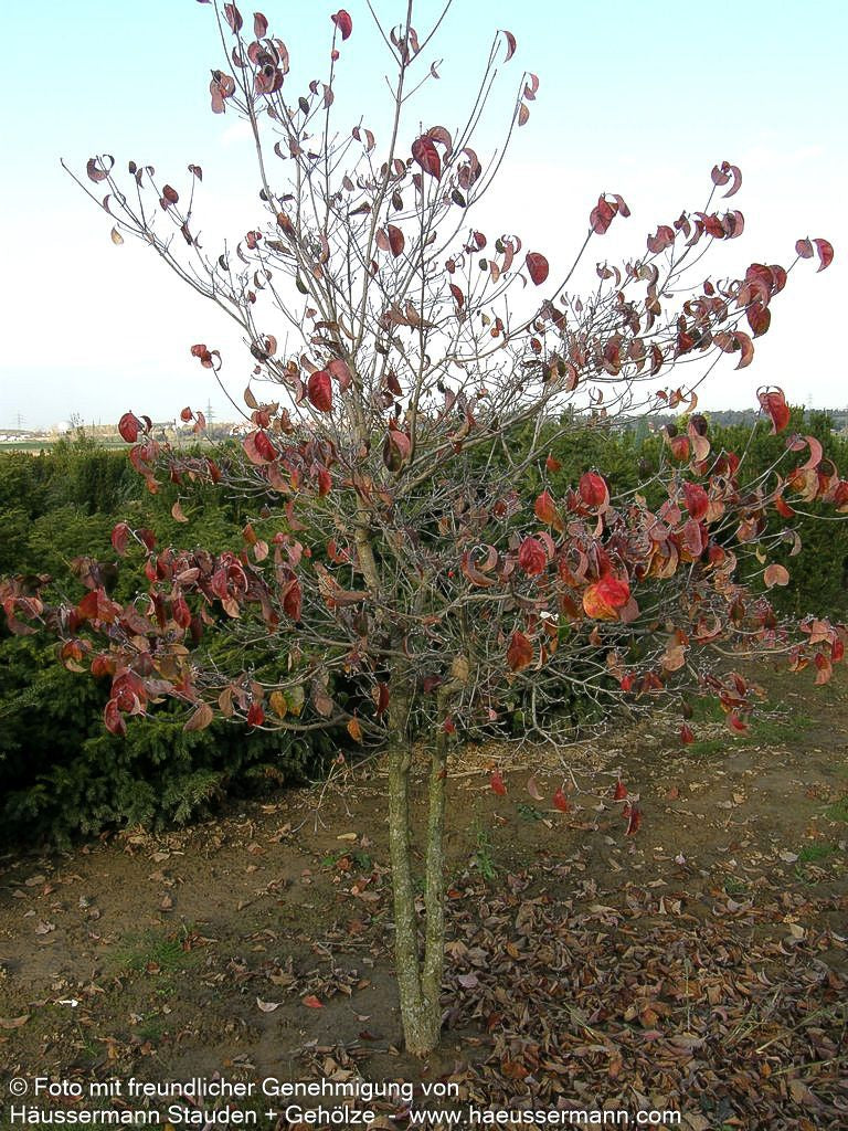 Amerikanischer Blumen-Hartriegel (Cornus florida)
