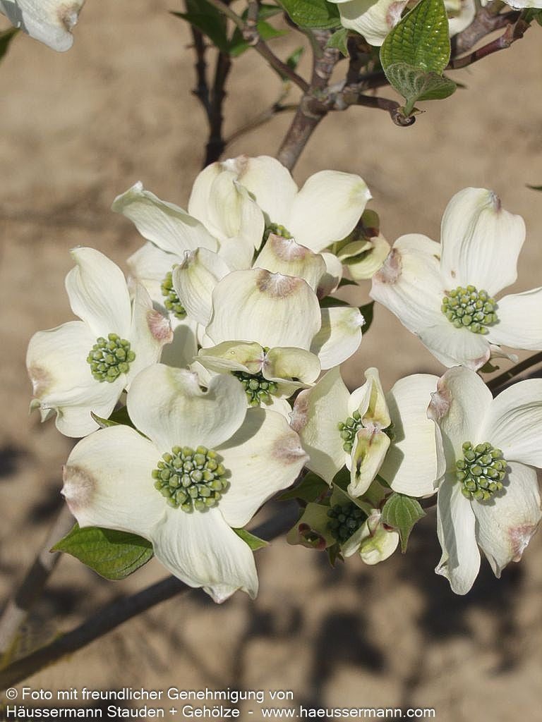 Amerikanischer Blumen-Hartriegel (Cornus florida)