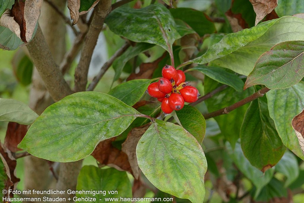 Amerikanischer Blumen-Hartriegel (Cornus florida)