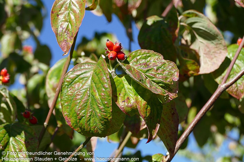 Amerikanischer Blumen-Hartriegel (Cornus florida)