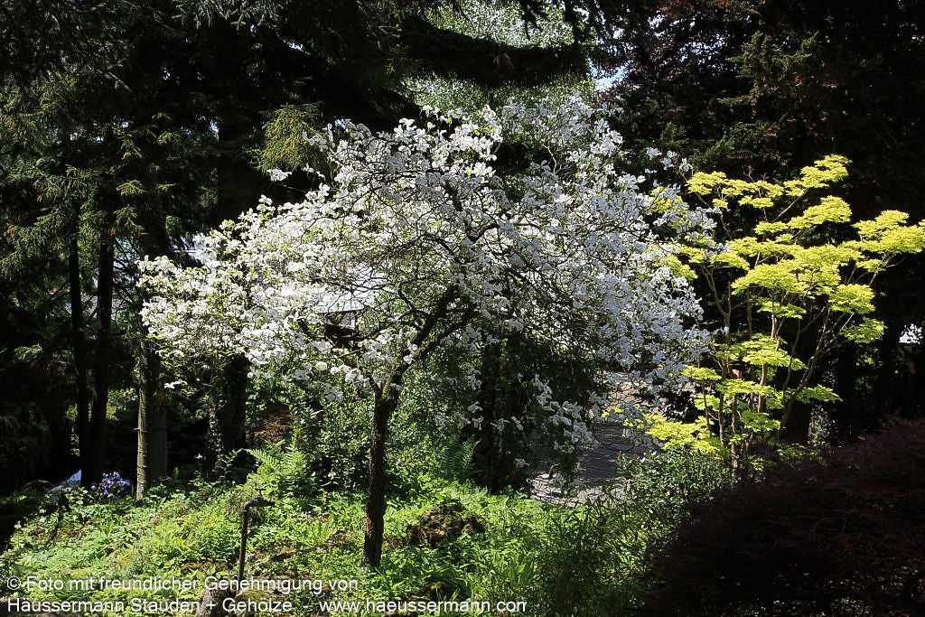 Amerikanischer Blumen-Hartriegel (Cornus florida)