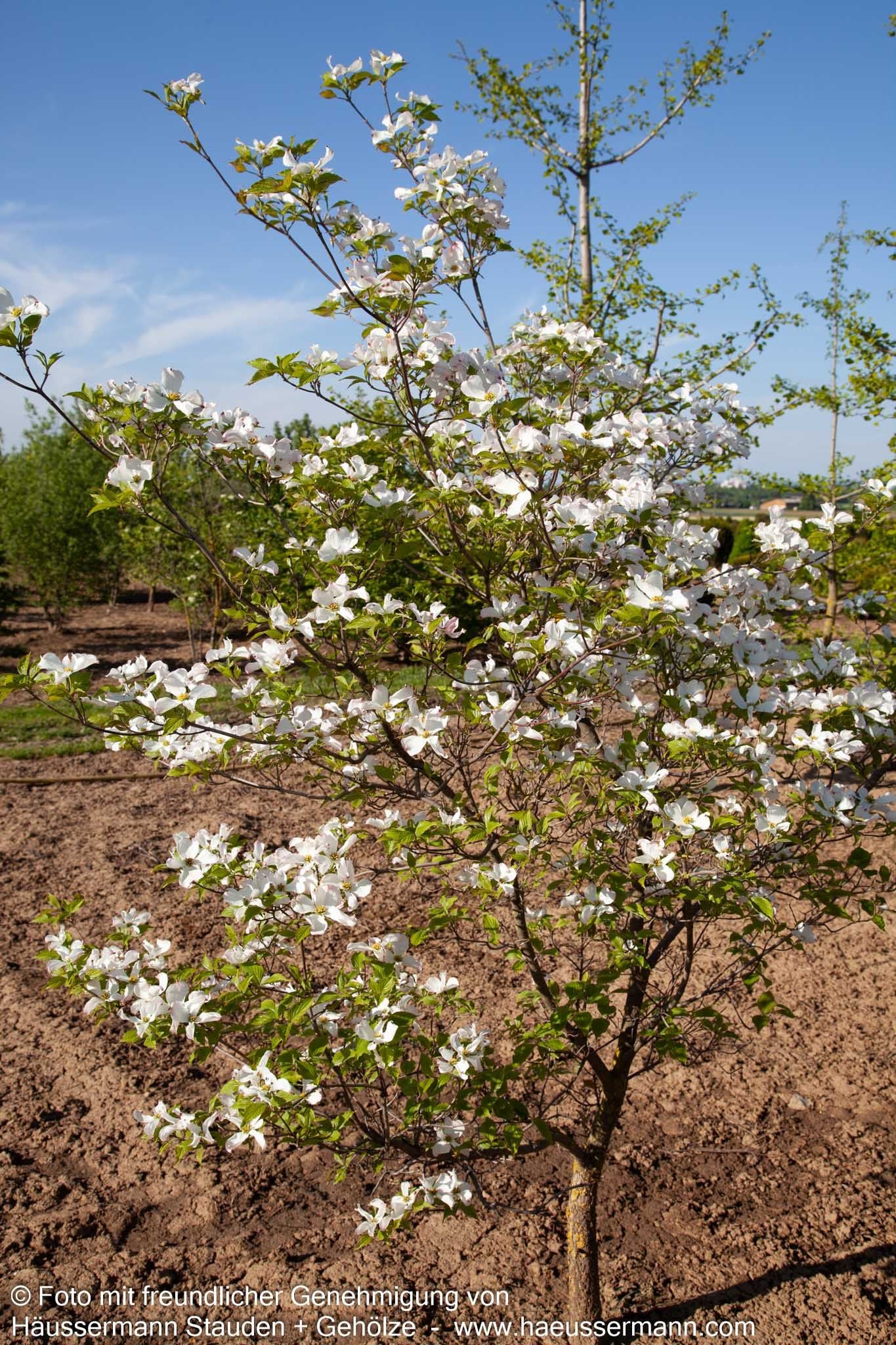 Amerikanischer Blumen-Hartriegel (Cornus florida)