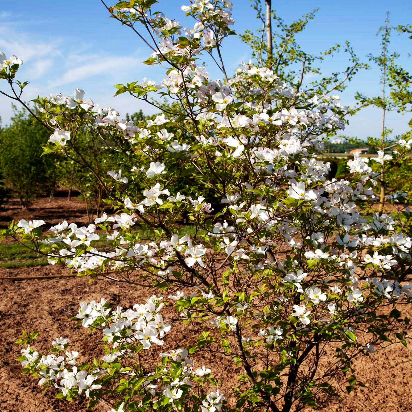Amerikanischer Blumen-Hartriegel (Cornus florida)