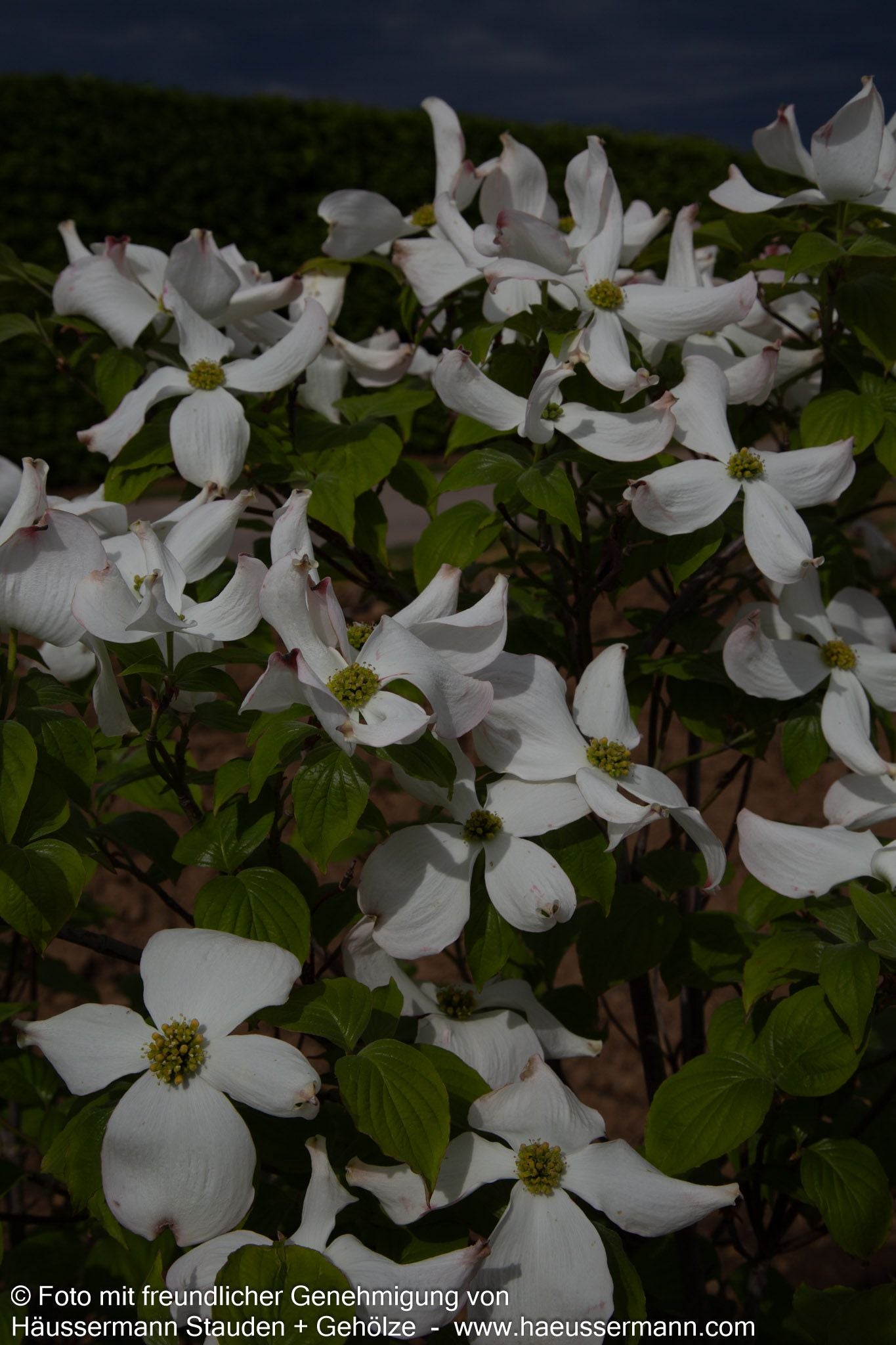 Amerikanischer Blumen-Hartriegel (Cornus florida)