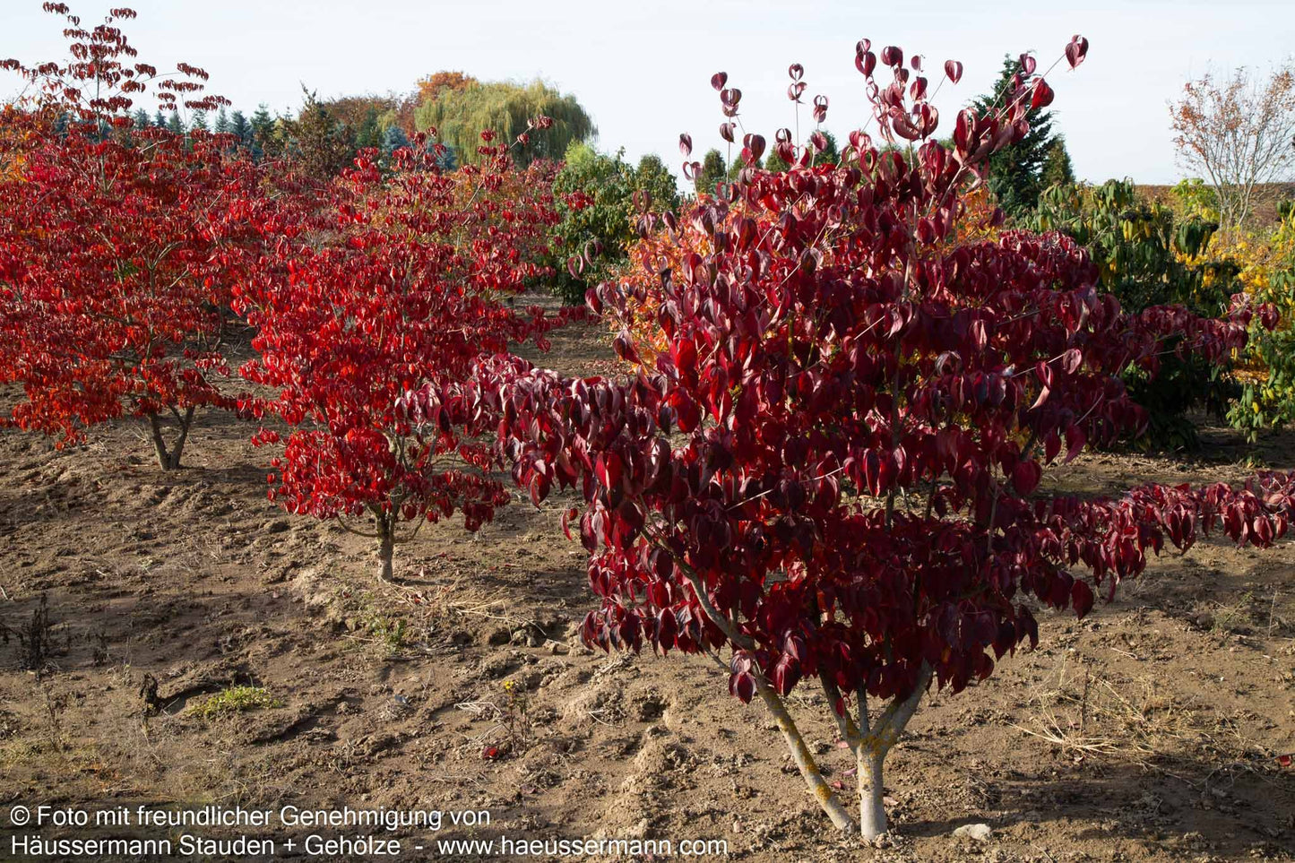 Amerikanischer Blumen-Hartriegel (Cornus florida)