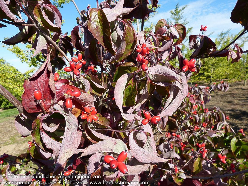 Amerikanischer Blumen-Hartriegel (Cornus florida)