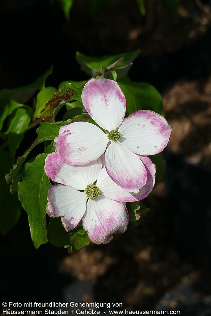Amerikanischer Blumen-Hartriegel 'Galaxy' (Cornus florida)