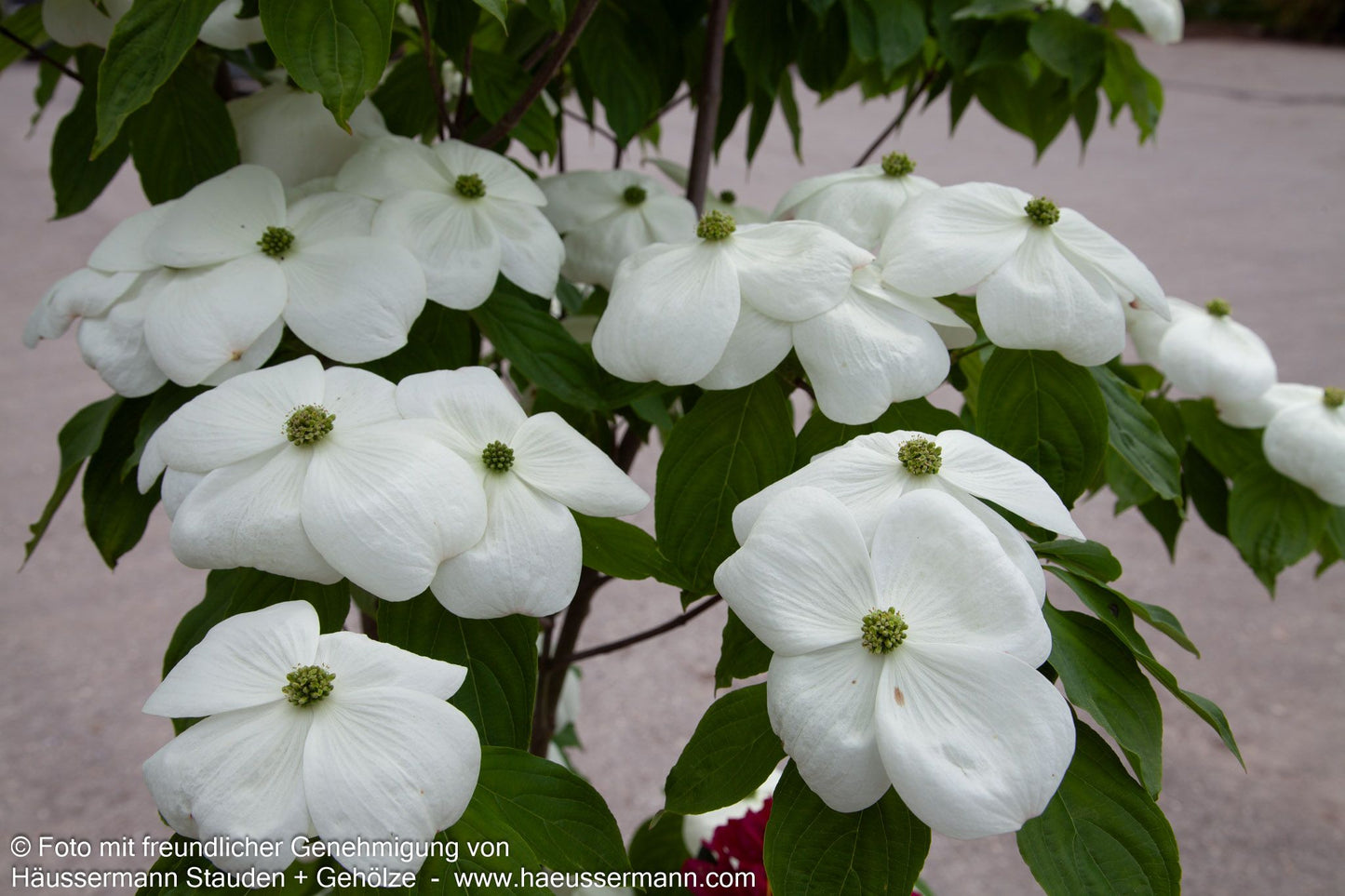 Amerikanischer Blumen-Hartriegel 'Galaxy' (Cornus florida)