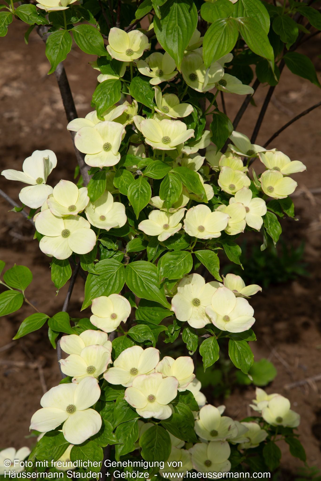 Amerikanischer Blumen-Hartriegel 'Galaxy' (Cornus florida)