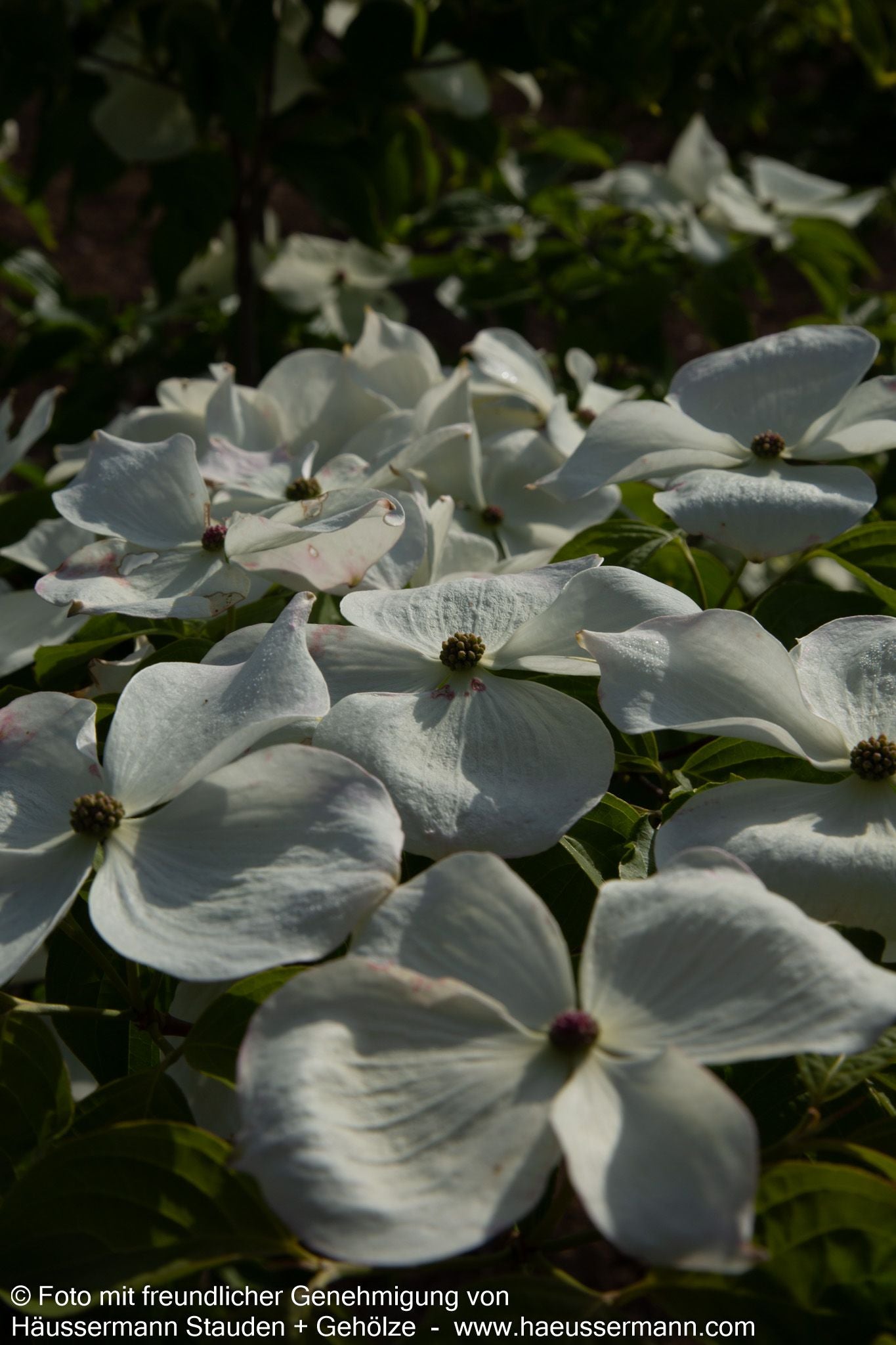 Amerikanischer Blumen-Hartriegel 'Galaxy' (Cornus florida)