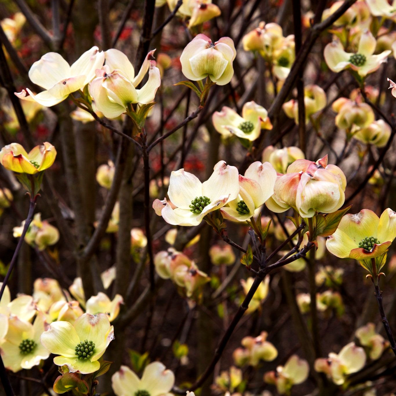 Amerikanischer Blumen-Hartriegel 'Rainbow' (Cornus florida)
