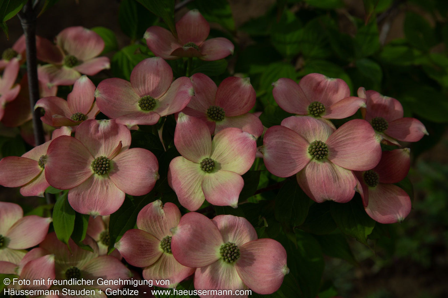 Amerikanischer Blumen-Hartriegel 'Stellar Pink' (Cornus florida)