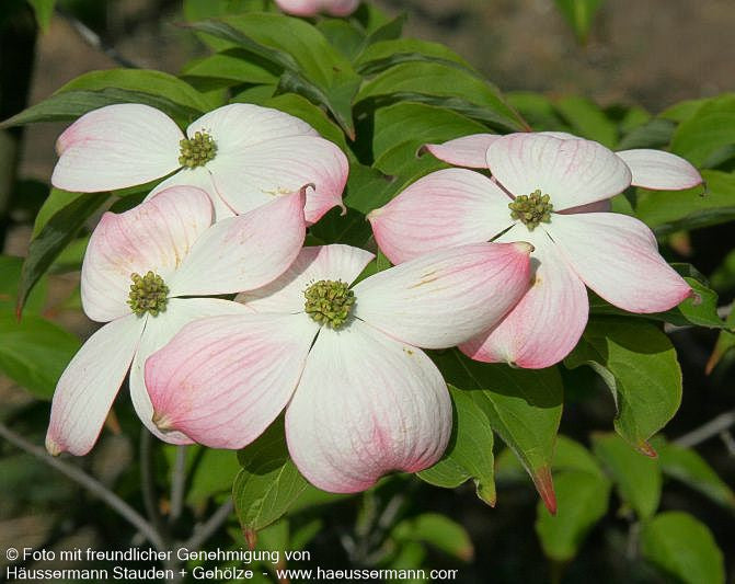 Amerikanischer Blumen-Hartriegel 'Stellar Pink' (Cornus florida)