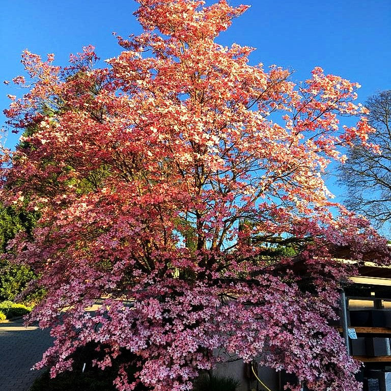Amerikanischer Blumen-Hartriegel 'Sweetwater' (Cornus florida)