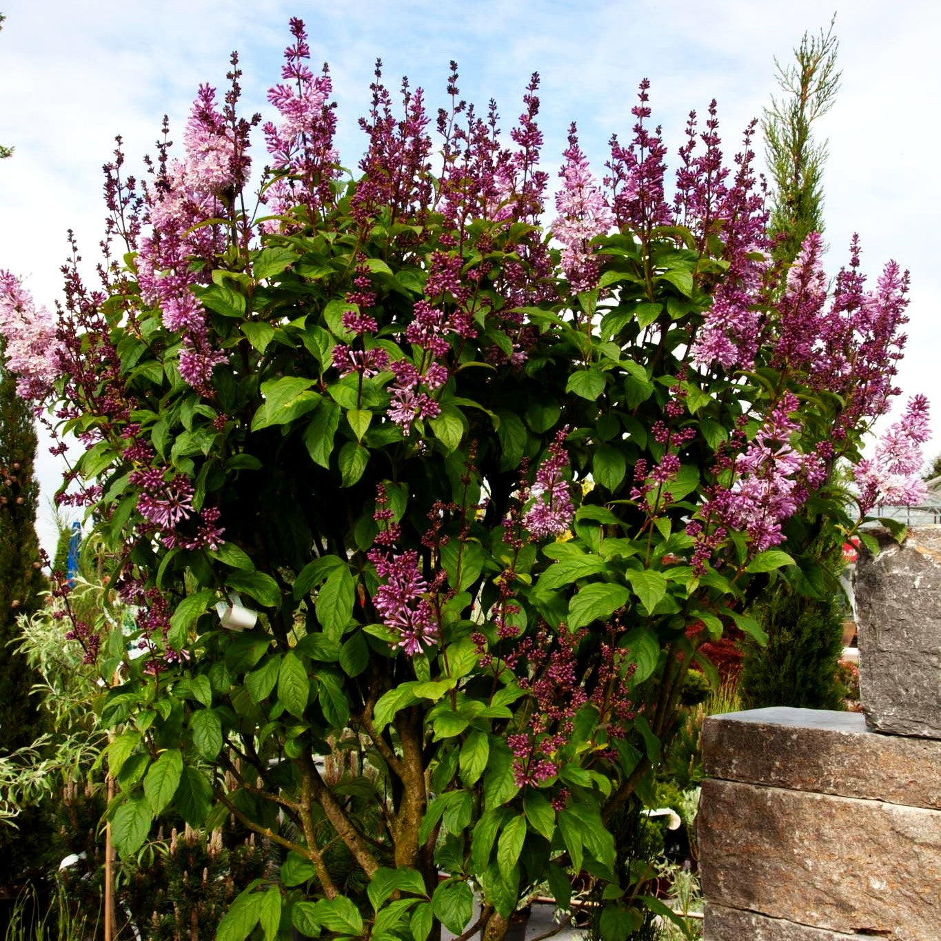 Amerikanischer Flieder 'Minuet' (Syringa x prestoniae)