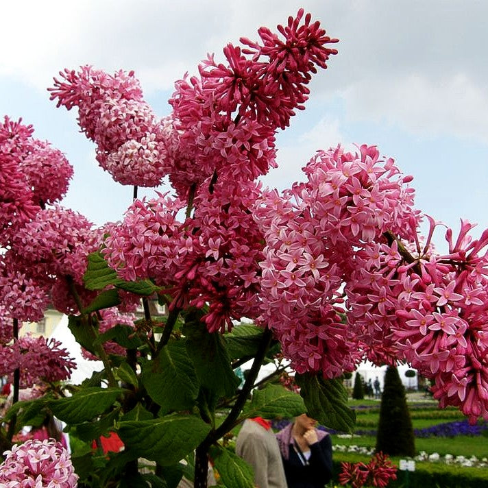 Amerikanischer Flieder 'Miss Canada' (Syringa x prestoniae)