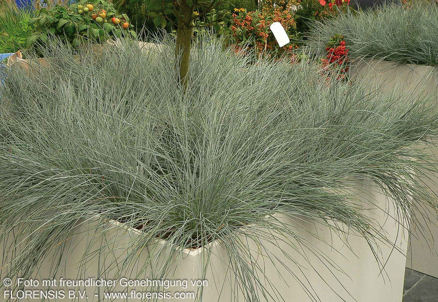 Amethyst-Schwingel (Festuca amethystina)