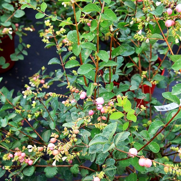 Amethystbeere 'Amethyst' (Symphoricarpos x doorenbosii)