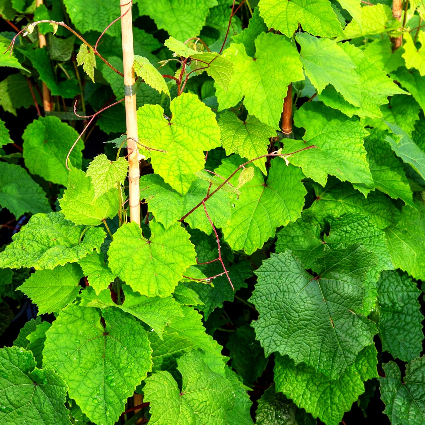 Amur-Rebe (Vitis amurensis)