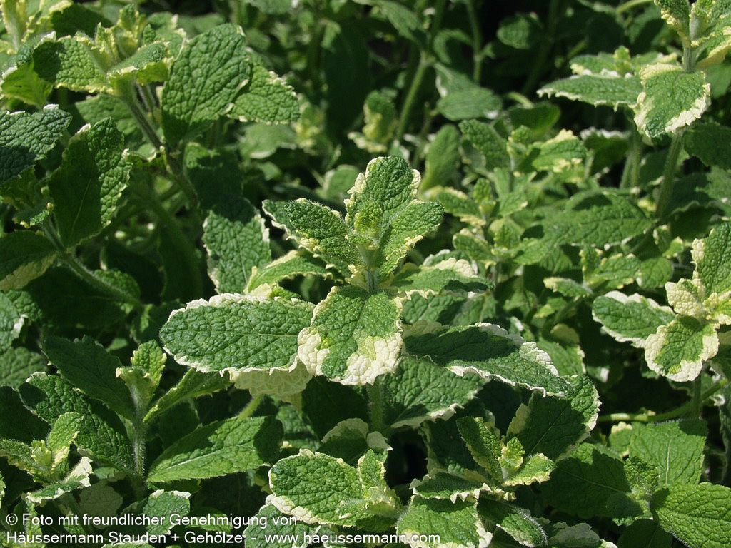 Ananas-Minze 'Variegata' (Mentha suaveolens)