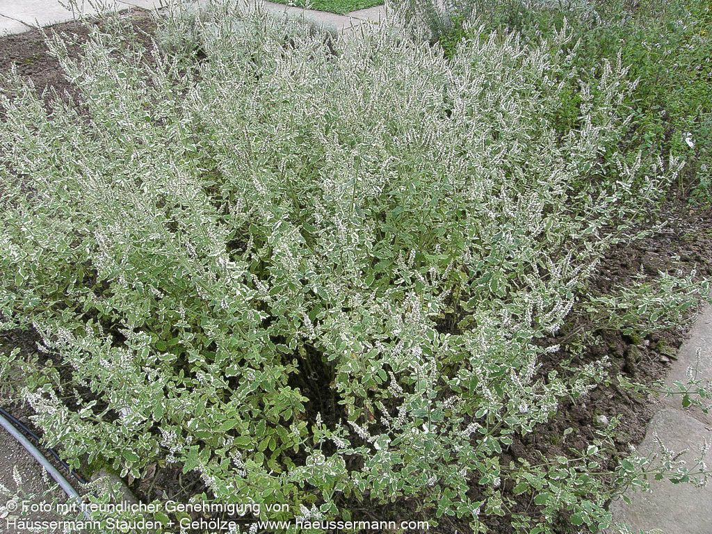 Ananas-Minze 'Variegata' (Mentha suaveolens)