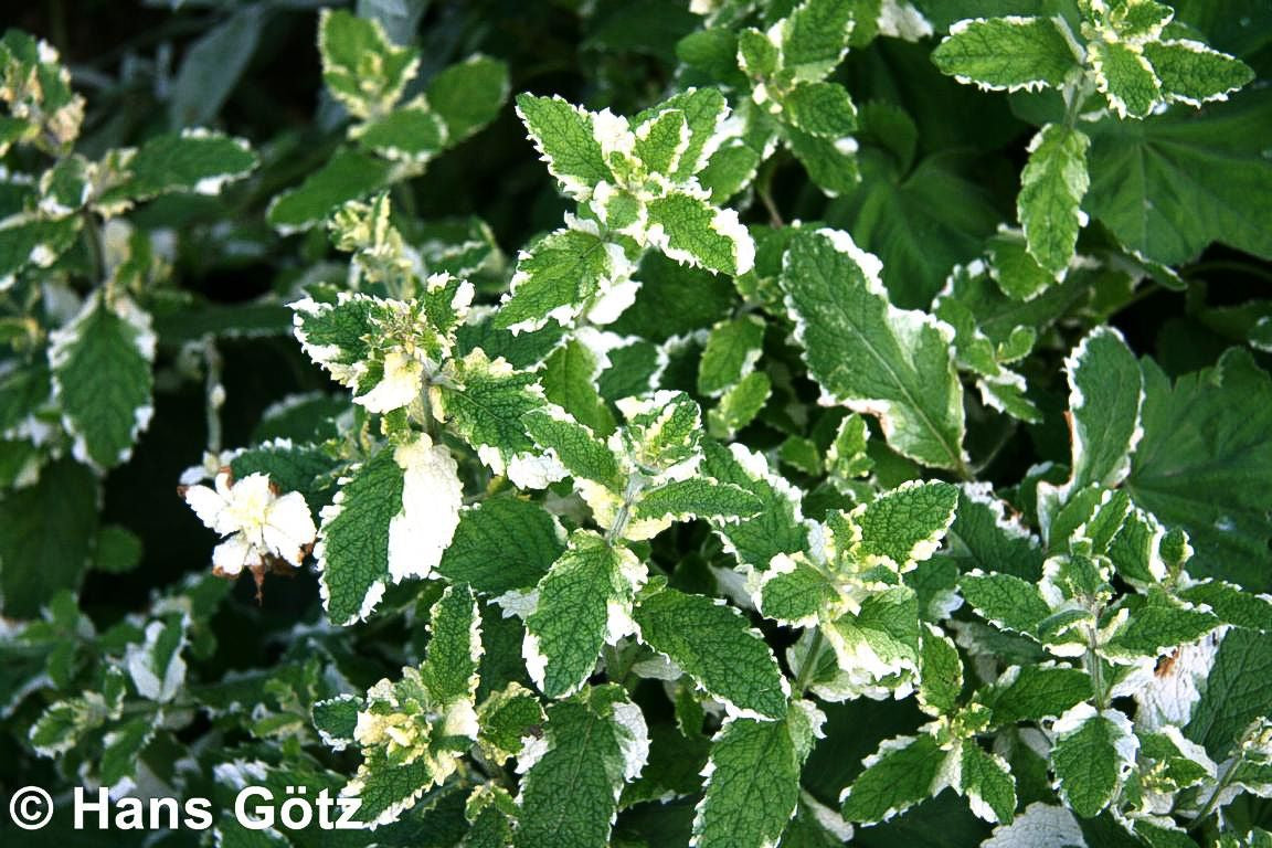 Ananas-Minze 'Variegata' (Mentha suaveolens)