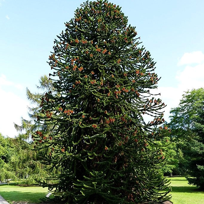Anden-Tanne (Araucaria araucana)