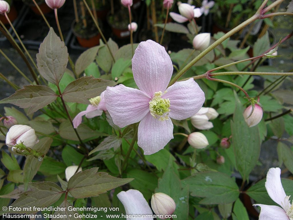 Anemonen-Waldrebe 'Rubens' (Clematis montana)