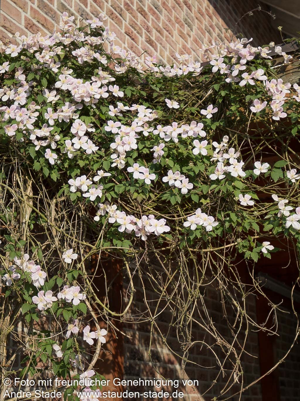 Anemonen-Waldrebe 'Rubens' (Clematis montana)