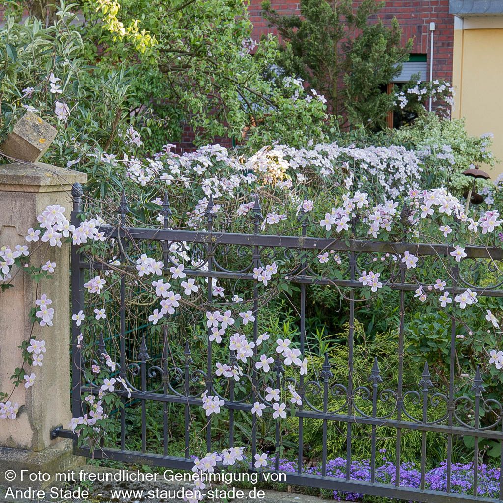 Anemonen-Waldrebe 'Rubens' (Clematis montana)