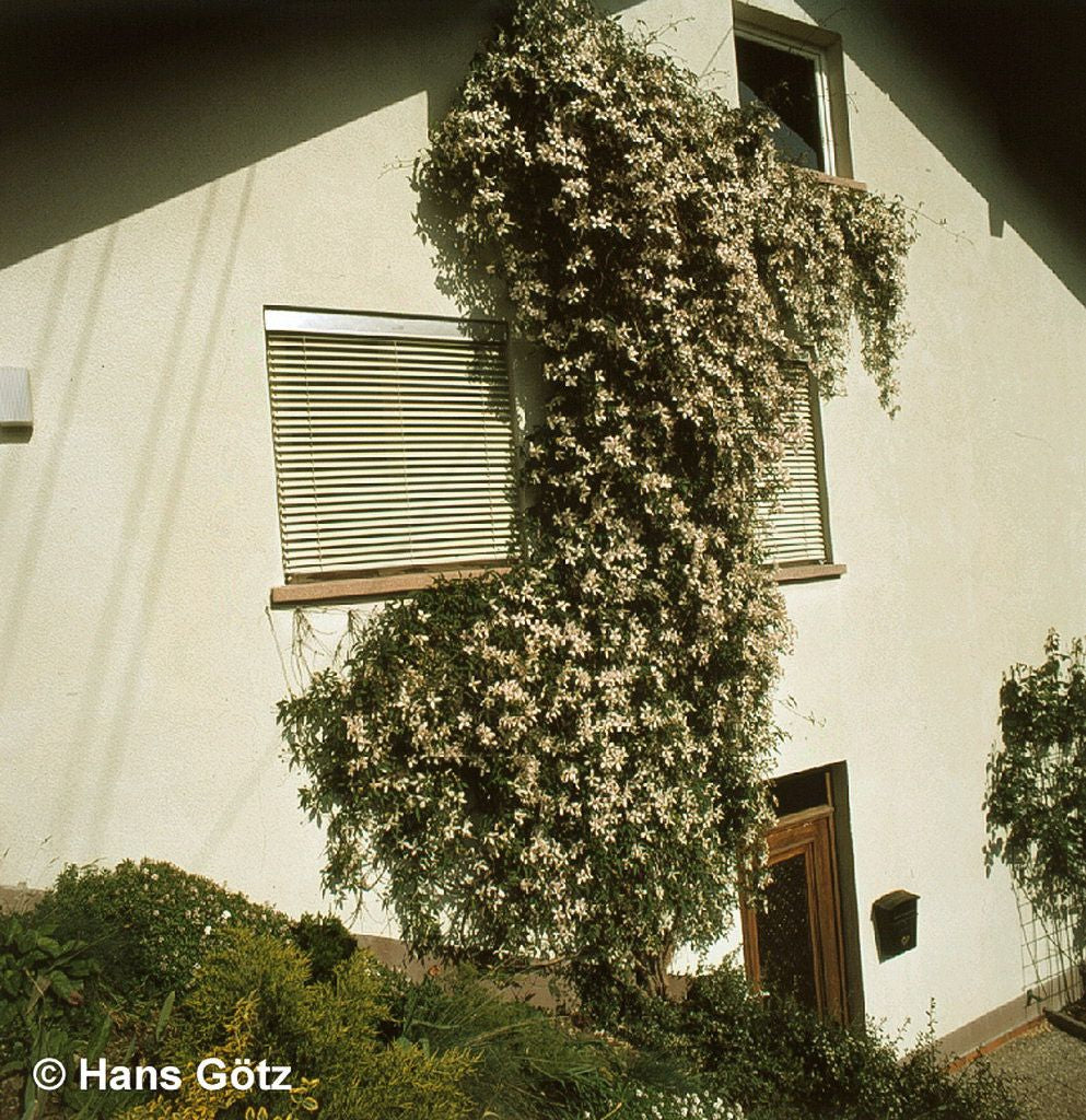Anemonen-Waldrebe 'Rubens' (Clematis montana)