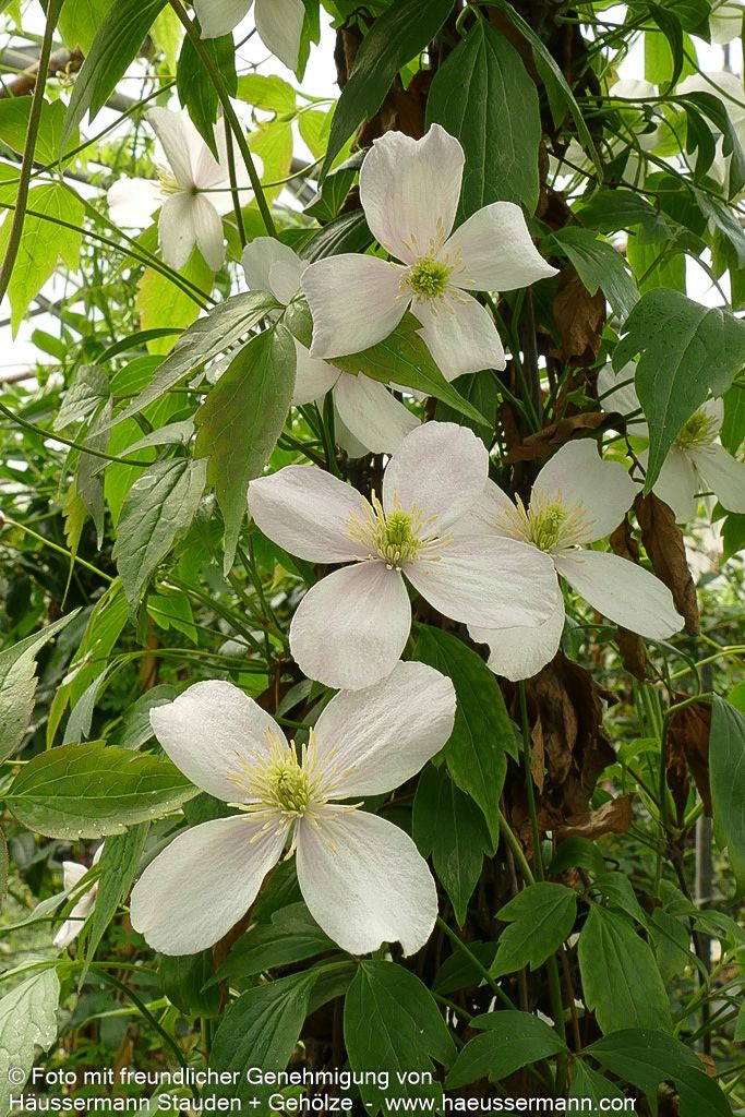 Anemonen-Waldrebe 'Rubens' (Clematis montana)