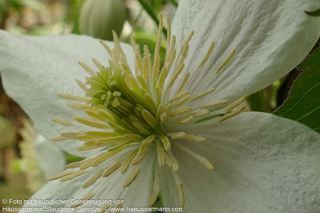 Anemonen-Waldrebe 'Rubens' (Clematis montana)