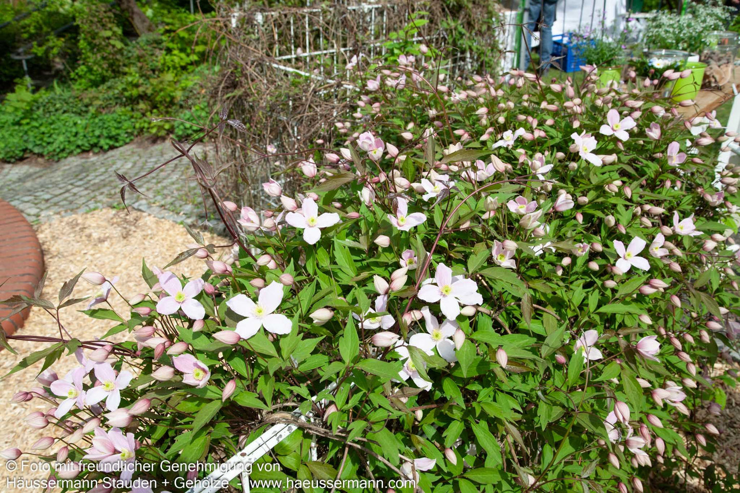 Anemonen-Waldrebe 'Rubens' (Clematis montana)