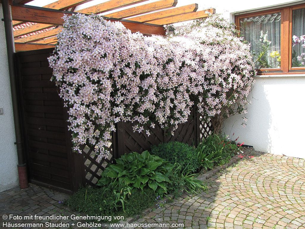 Anemonen-Waldrebe 'Rubens' (Clematis montana)
