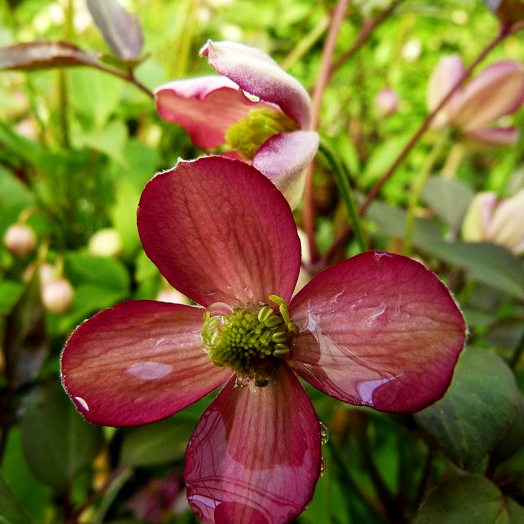 Anemonen-Waldrebe 'Van Gogh' (Clematis montana)