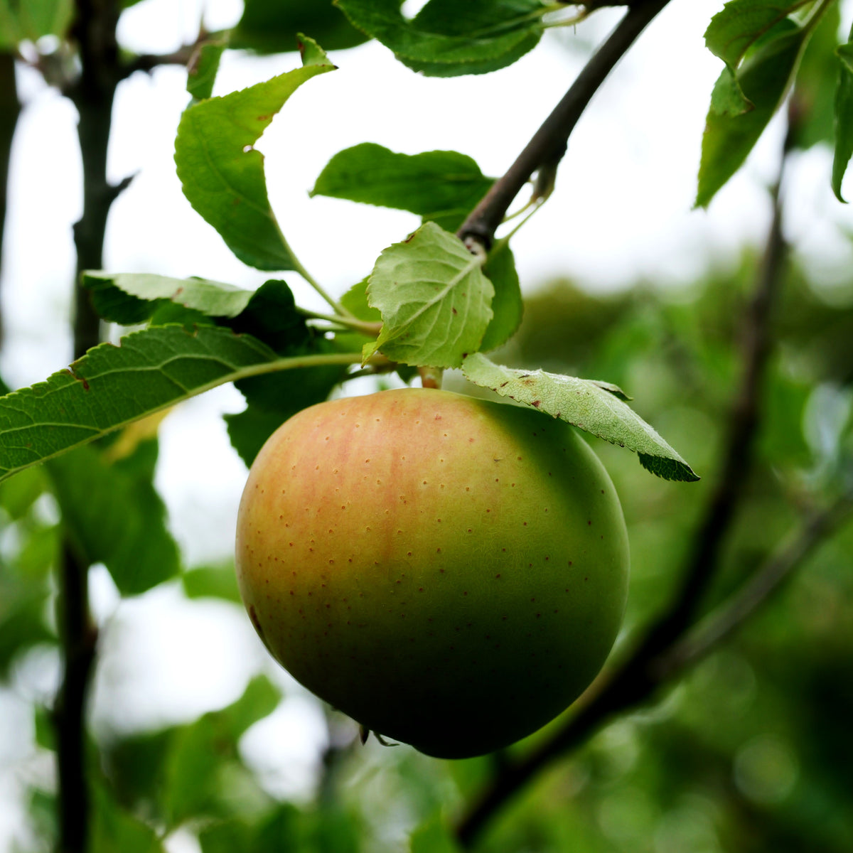 Apfel 'Galiwa' (Malus)