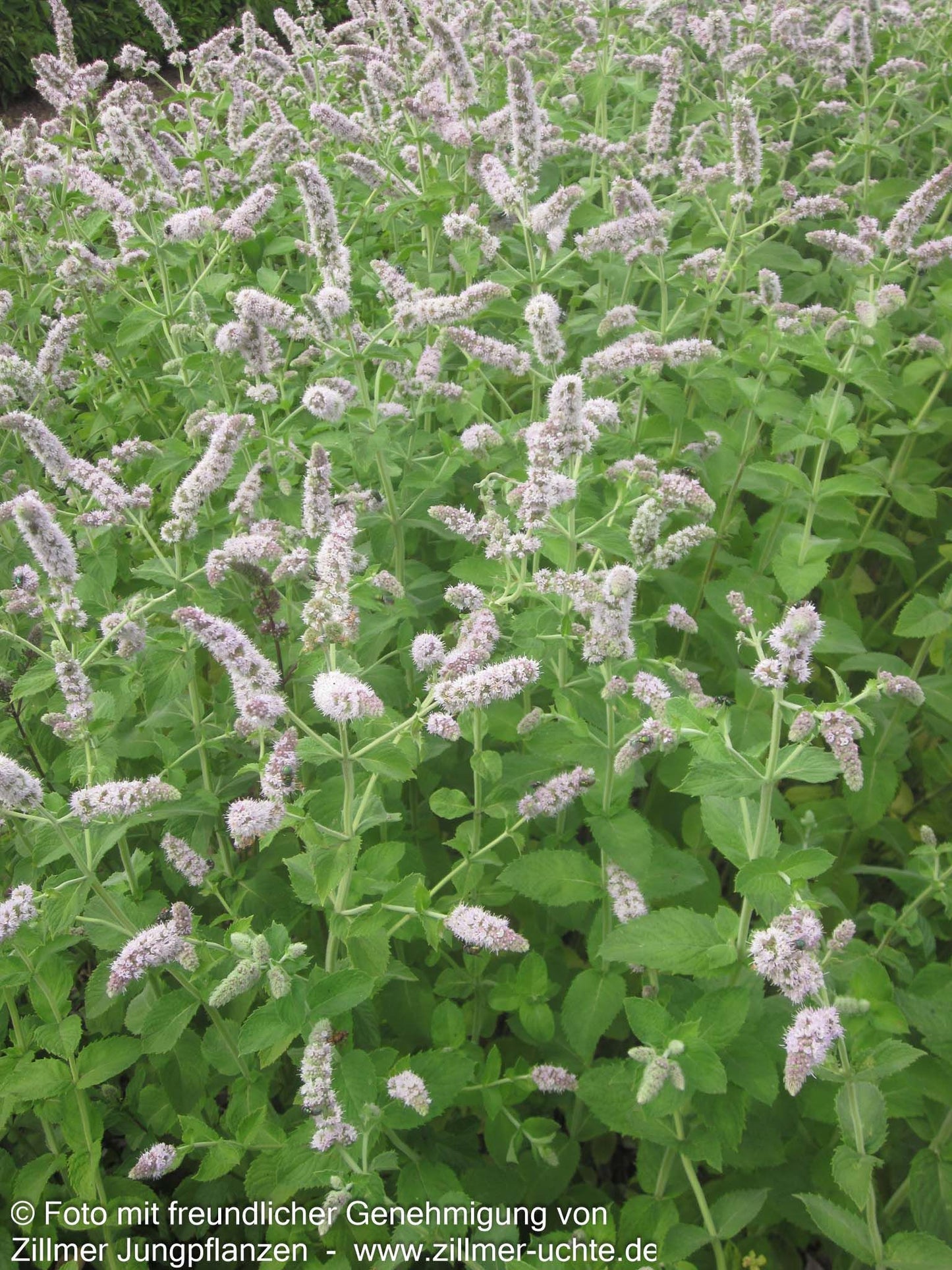 Apfel-Minze 'Apple Mint' (Mentha suaveolens)