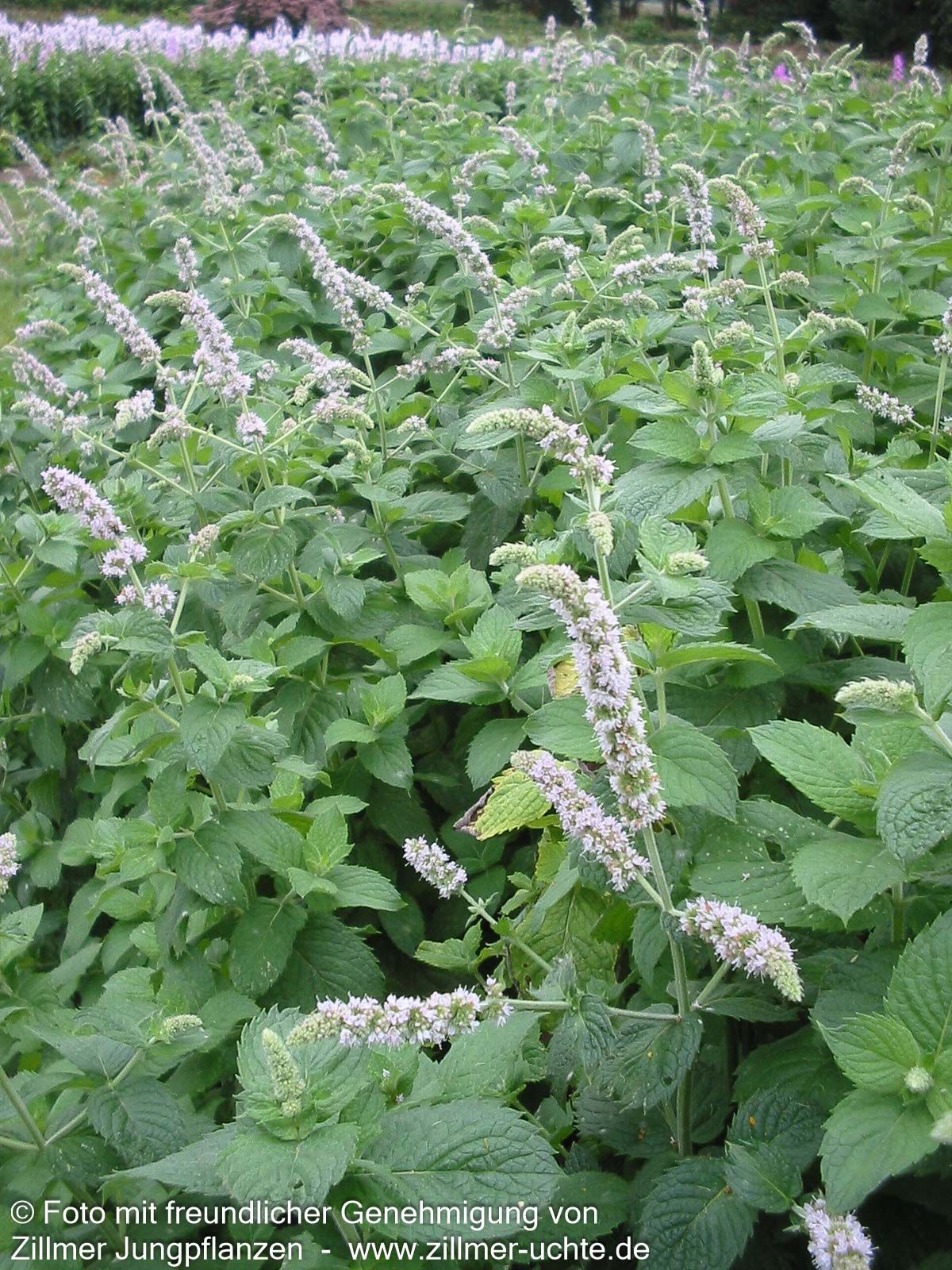 Apfel-Minze 'Apple Mint' (Mentha suaveolens)