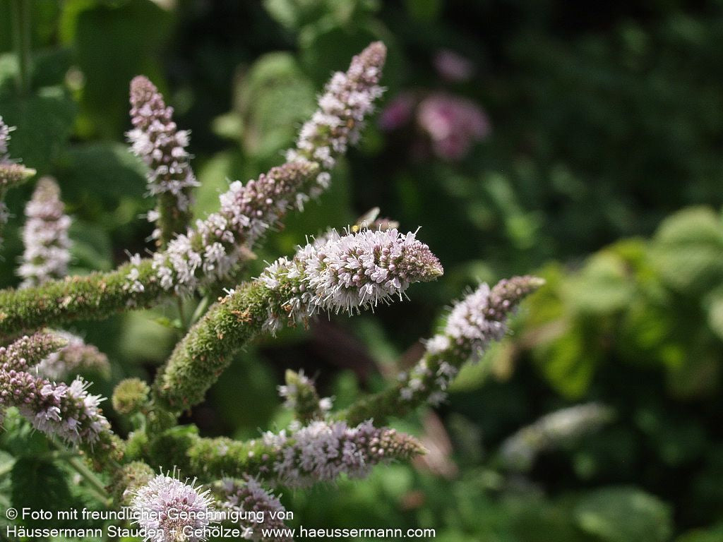 Apfel-Minze 'Apple Mint' (Mentha suaveolens)
