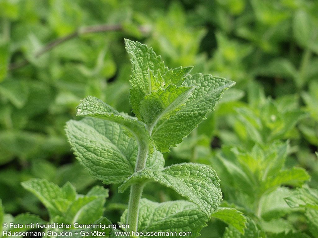 Apfel-Minze 'Apple Mint' (Mentha suaveolens)