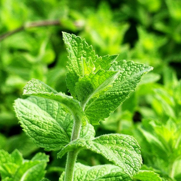 Apfel-Minze 'Apple Mint' (Mentha suaveolens)