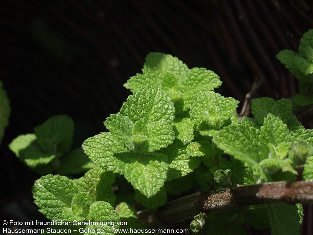 Apfel-Minze 'Apple Mint' (Mentha suaveolens)